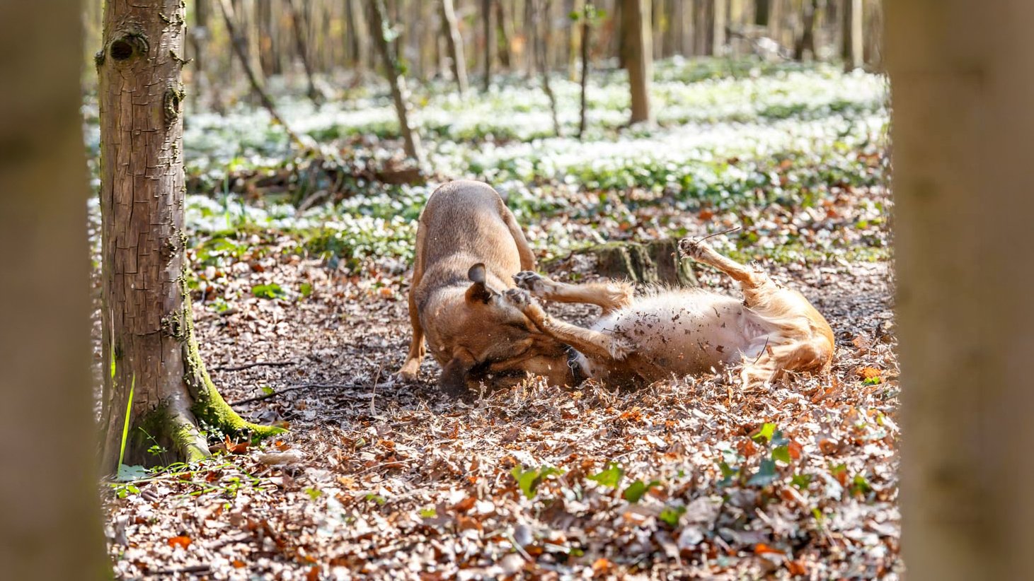 Hundefotografie Hannover – zwei Hunde beim Spielen im Wald