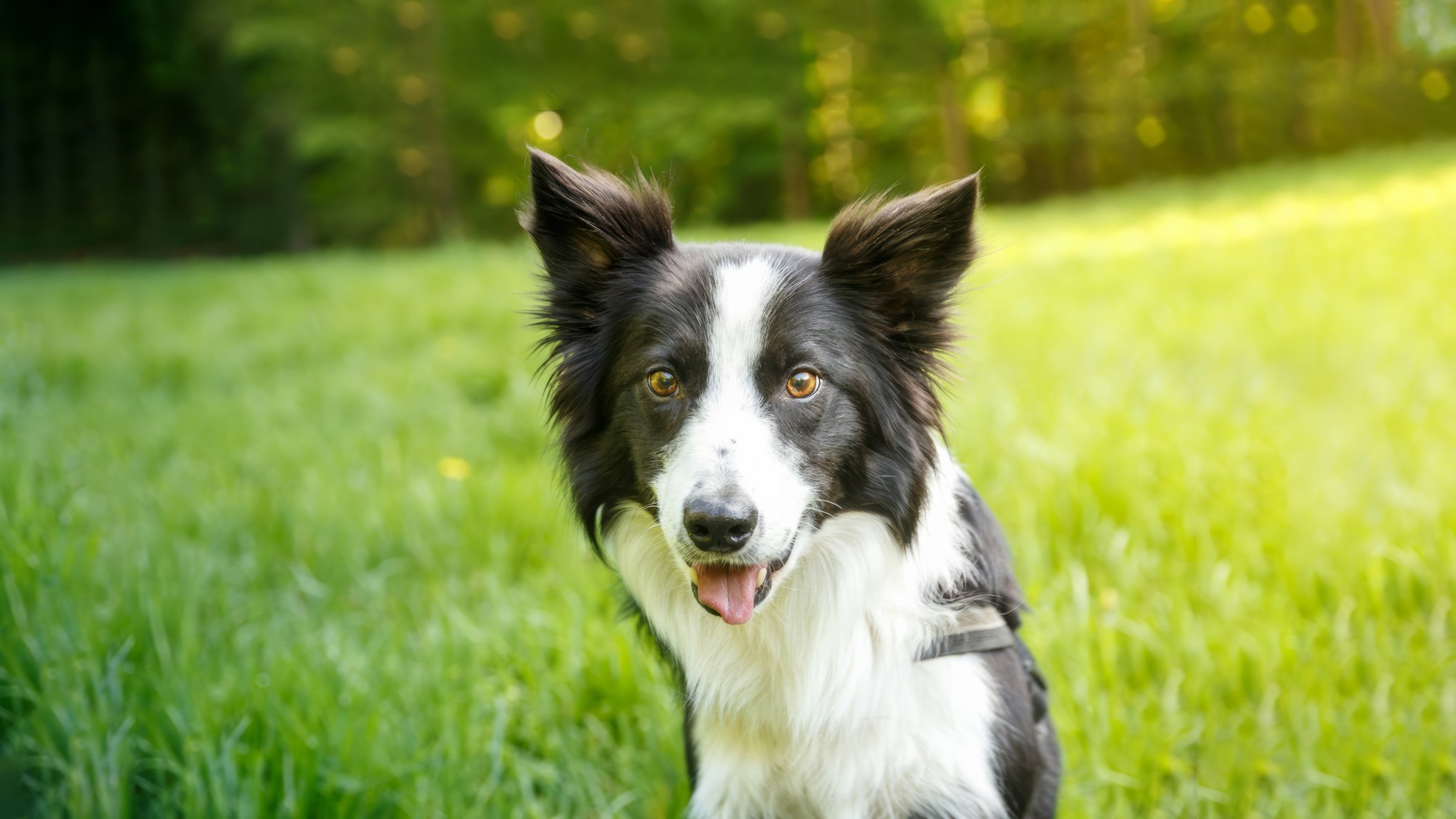 Hundefotografie Hannover – Border Collie im Gras