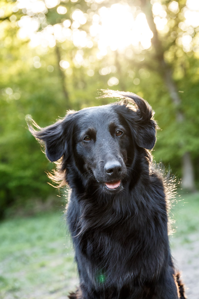Hundefotografie Hannover – Hund im Porträt