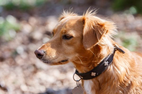 Hundefotografie Hannover – Hund im Porträt
