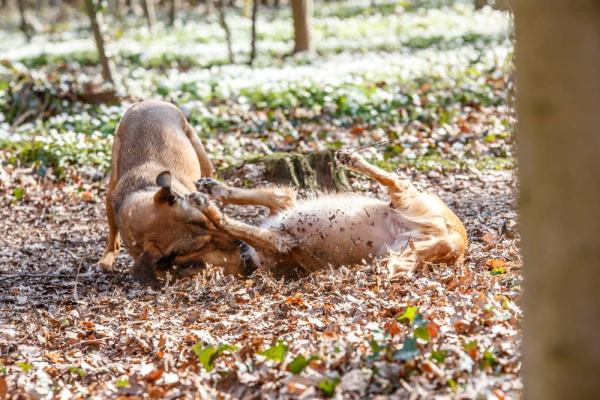 Hundefotografie Hannover – Hund beim Spielen
