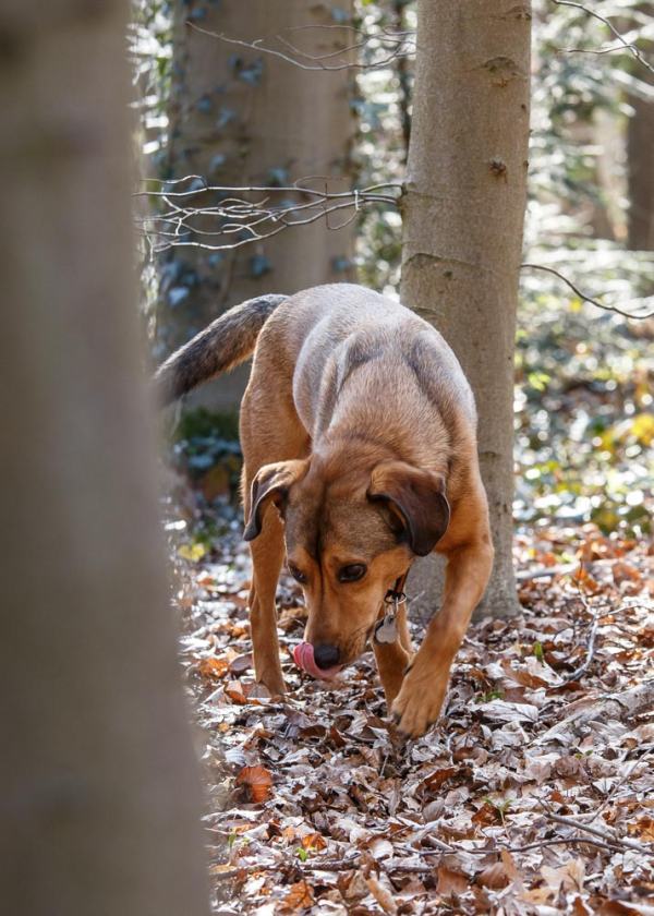 Hundefotografie Hannover – Hund im Freien