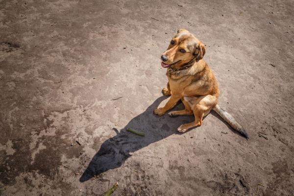 Hundefotografie Hannover – aufmerksamer Hund