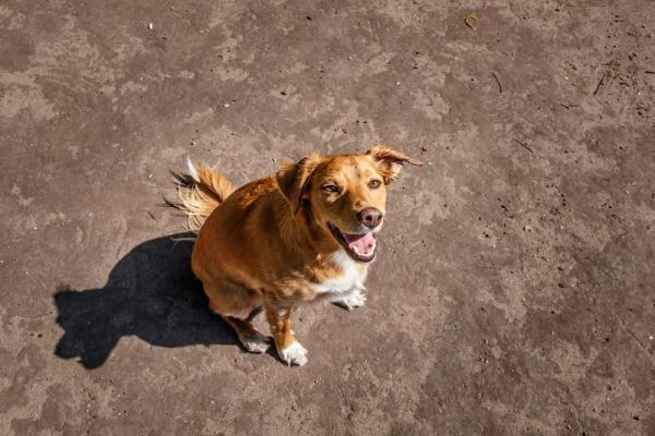 Hundefotografie Hannover – Hund in Bewegung