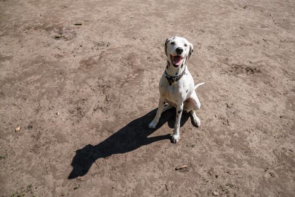 Hundefotografie Hannover – verspielter Hund