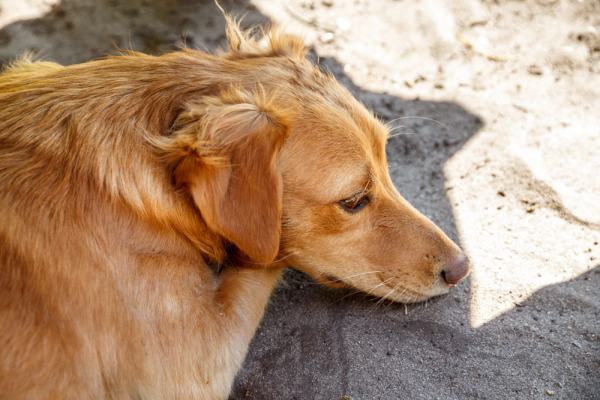 Hundefotografie Hannover – Hundeporträt im Studio