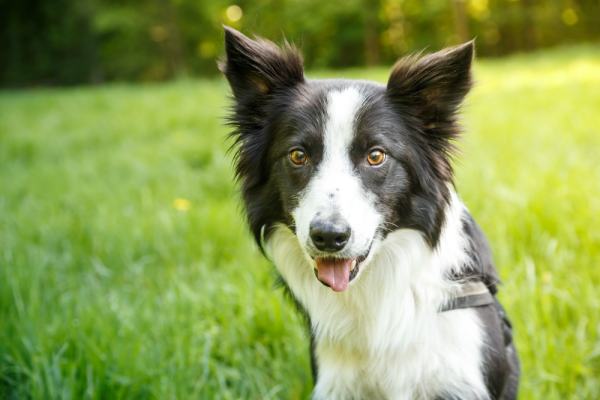 Hundefotografie Hannover – Hund in der Natur