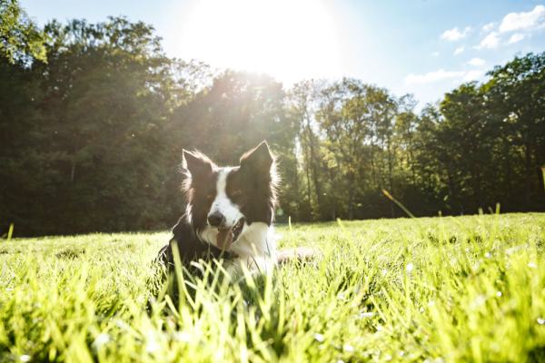 Hundefotografie Hannover – treuer Blick