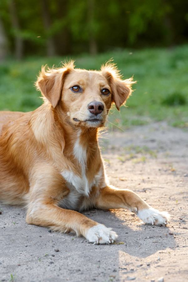 Hundefotografie Hannover – Hund im Sonnenlicht