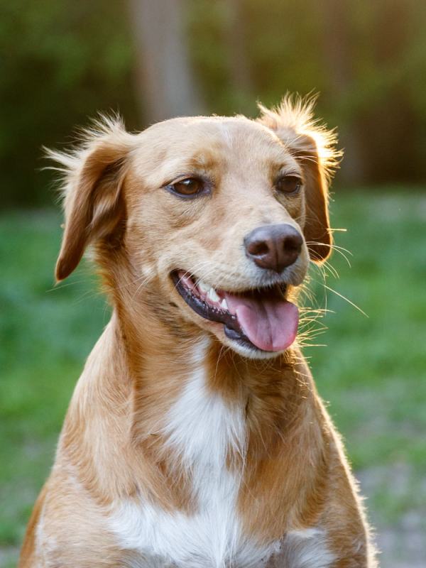 Hundefotografie Hannover – charaktervoller Hund